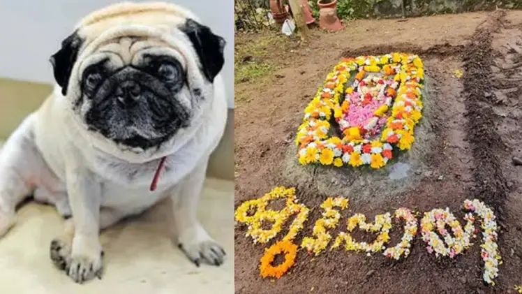45 ദിവസം പ്രായത്തില്‍ ഒപ്പം കൂടിയ കുട്ടപ്പായി; വളര്‍ത്തുനായയുടെ സഞ്ചയനം നടത്തി കുടുംബം, സ്മാരകം പണിയും