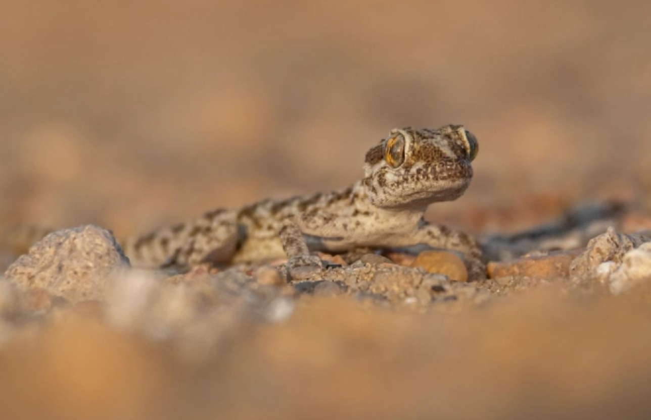 കുവൈത്ത് മരുഭൂമിയിൽ രണ്ട് തരം പല്ലികളെ കണ്ടെത്തി