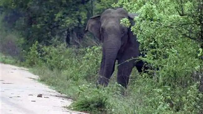 ആനയിറങ്ങിയാല്‍ നേരത്തെ അറിയിക്കാൻ എഐ; കഞ്ചിക്കോട് ആദ്യഘട്ട പരീക്ഷണം വിജയം