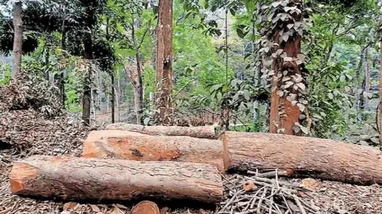 സുഗന്ധഗിരി മരം മുറി കേസ്: കല്‍പ്പറ്റ റേഞ്ച് ഓഫീസറെ സസ്‌പെന്‍ഡ് ചെയ്തു