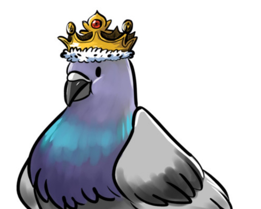 വിലപിടിപ്പുള്ള 40 പ്രാവുകളെ മോഷ്ടിച്ചു