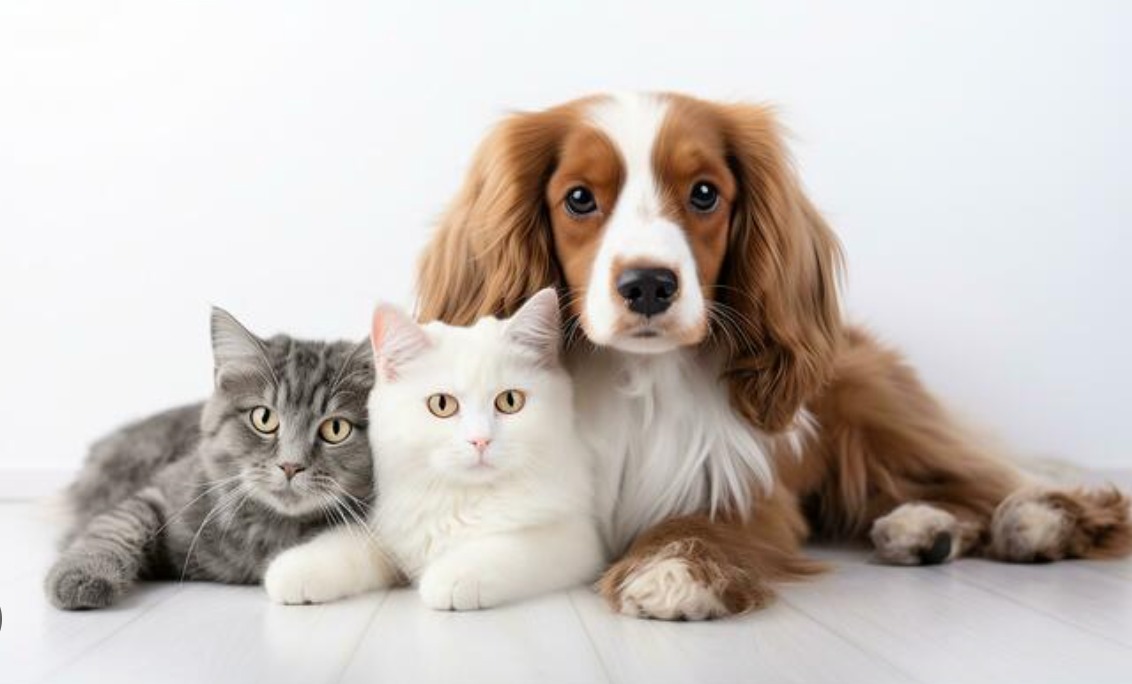 വളർത്തുമൃഗങ്ങളെ വാണിജ്യാവശ്യത്തിന് ഇറക്കുമതി ചെയ്യുന്നത് കുവൈത്തിൽ നിരോധിച്ചു