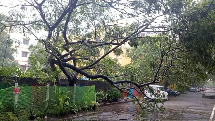 മരം കടപുഴകി ബൈക്കിന് മേല്‍ വീണു; പിന്‍യാത്രക്കാരന്‍ മരിച്ചു