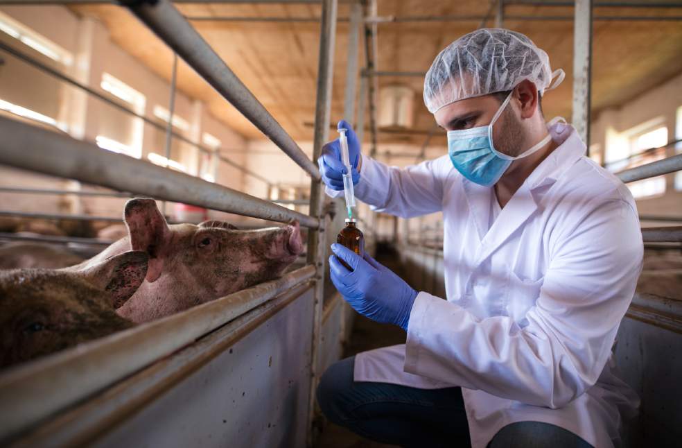 Vietnam Swine Fever Outbreaks Threaten Food Supply
