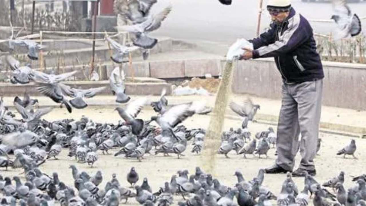 Kuwait Warns Public: Feeding Birds or Animals in Public Now Costs Up to KD 500 in Fines