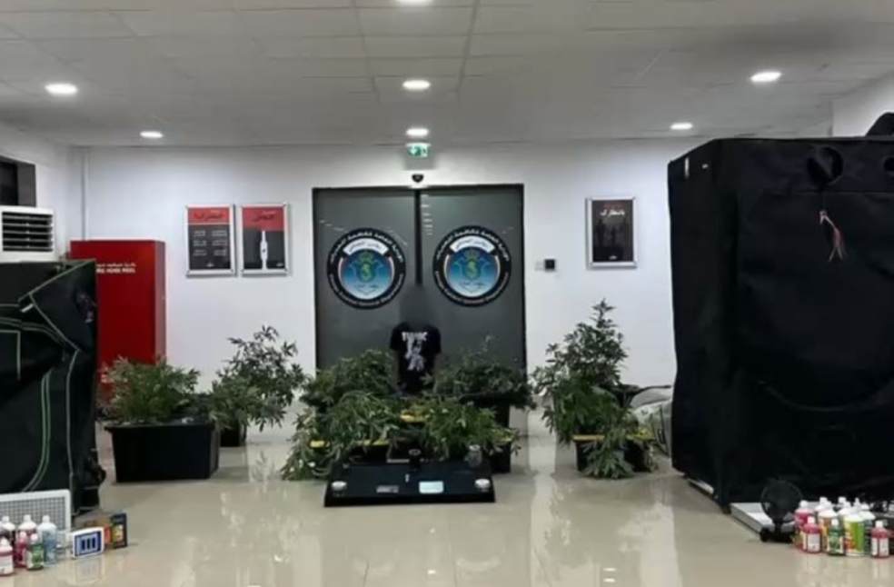 Kuwait Police Uncover Sophisticated Marijuana Farm Operated by Illegal Resident
