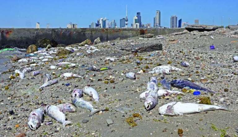 Dead fish discovered on Shuwaikh beach