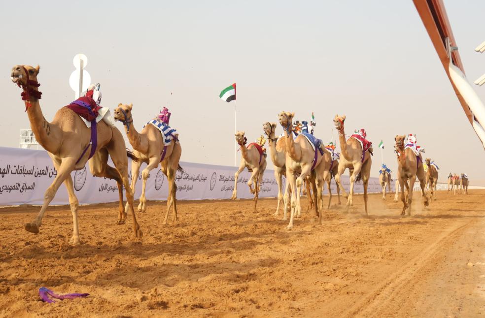 Tradition in Motion: Inaugural Al Ain Camel Racing Festival Begins